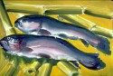 Two Fishes on bamboo-cane