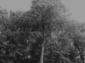 Treetop
