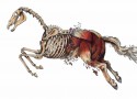 Decontstructing the Horse