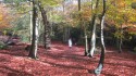Burnham Beeches