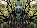 The master of forest II