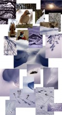 A Winter´s Tale