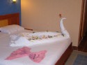 Swan