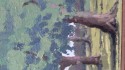 Tree study 1