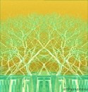 mantrees