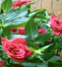 miniroseglobe