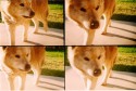 doggy.
