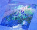 roadrockflowers