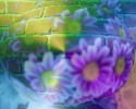wallflower