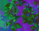 flowerfull
