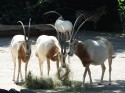 Grazing