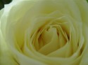 White rose