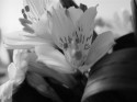 Flower in bloom B&W