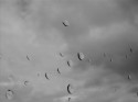 Raindrops