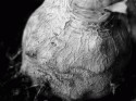 Root