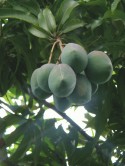 mangos