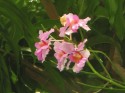 orchid