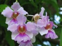 pink orchid