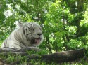 white tiger Metrozoo
