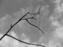 Branch