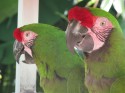 parakeets