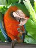 parakeet