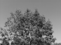 Treetop
