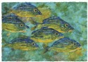 Blue Striped Grunts