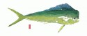 Mahi