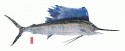 Saifish