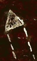 S/T