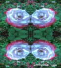 roseswithlove