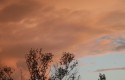 ROSE DE CIEL 1