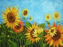 Sunny flowers
