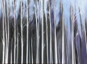 The Birch Forest