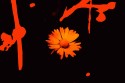 Mystic flower 2