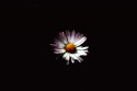 Mystic flower 3