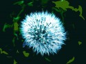 Mystic flower 5
