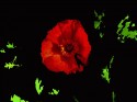 Mystic flower 6