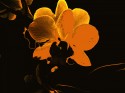 Mystic flower 7