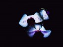Mystic flower 8