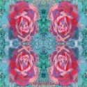 4bigredroses