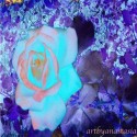 therosethatgrows