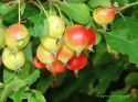 Crab apple berries