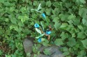 Hummingbird Pair-feeding W/Frog