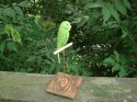 Green Keet on a stick