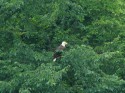 Bald Eagle in a Tree