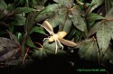 WoodBug