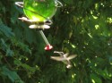 a Hummingbird at the feeder