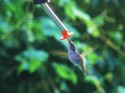 close up Hmmingbird digital Photo